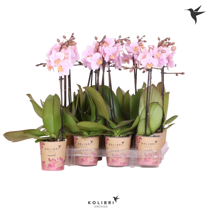 <h4>Kolibri Orchids Phalaenopsis Pink 1 spike</h4>