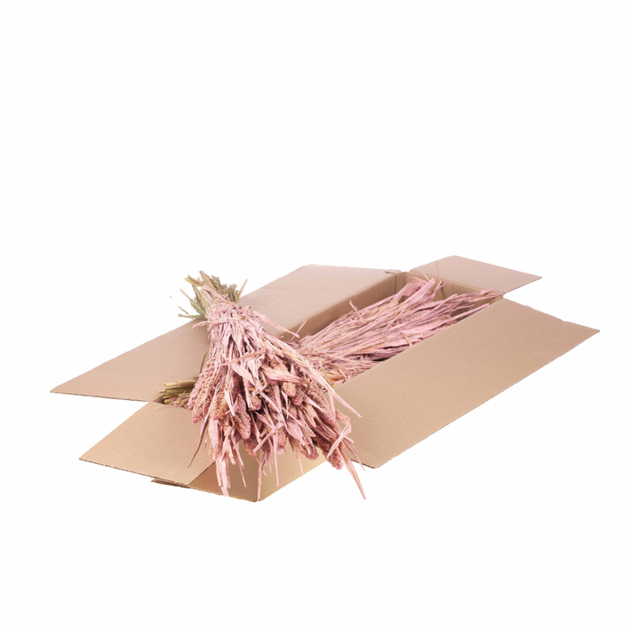 <h4>Setarea Italica Sb Pink Misty</h4>