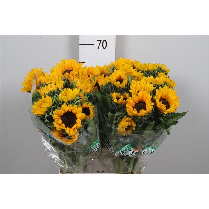 <h4>Heli Orange Fire</h4>