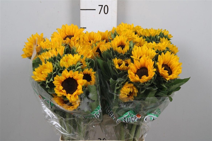 <h4>Heli Orange Fire</h4>