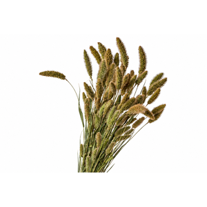 Dried Setaria Natural