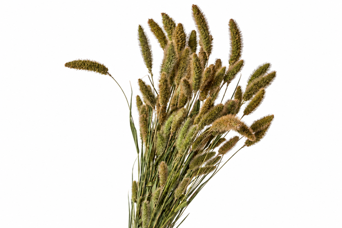 <h4>Dried Setaria Natural</h4>