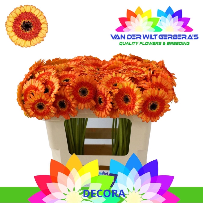 <h4>Germini Decora Water</h4>