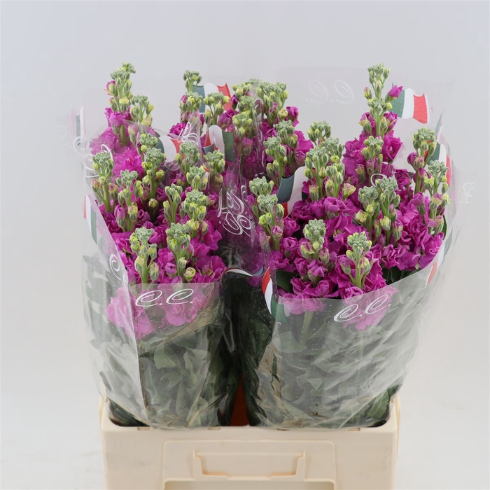 <h4>Matthiola Iron Rose</h4>