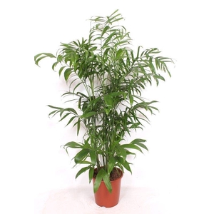 Chamaedorea seifrizii