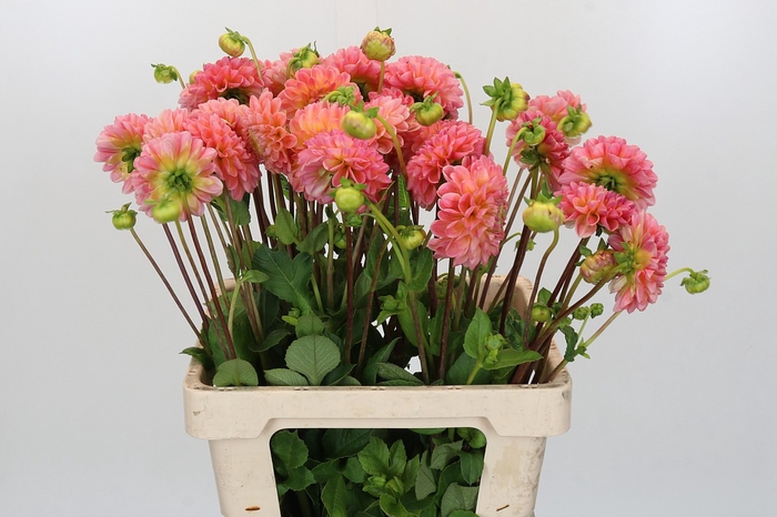 Dahlia Latte