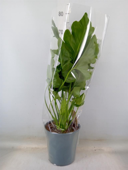 <h4>Philodendron   ...</h4>
