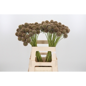 Scabiosa Stellata