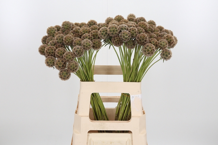 <h4>Scabiosa Stellata</h4>