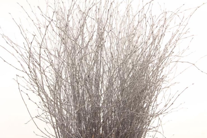 <h4>Berk Klb Silver</h4>