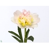 Paeonia Top Brass