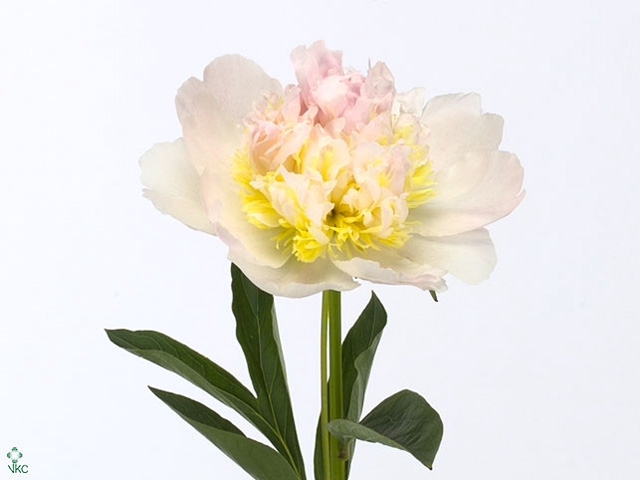 Paeonia Top Brass