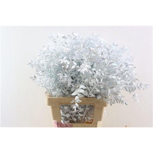 Dried Ruscus White Glitter Pst