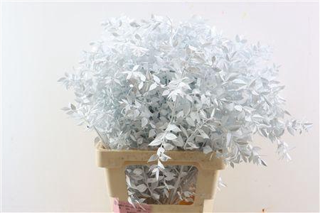 <h4>Dried Ruscus White Glitter Pst</h4>