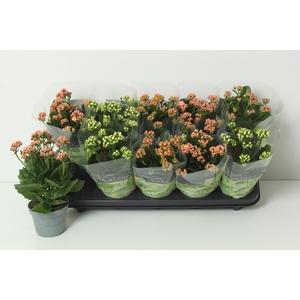 KAL GE PERF GEM 4 KL