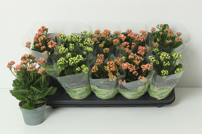 <h4>KAL GE PERF GEM 4 KL</h4>