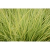 Festuca Golden Toupee