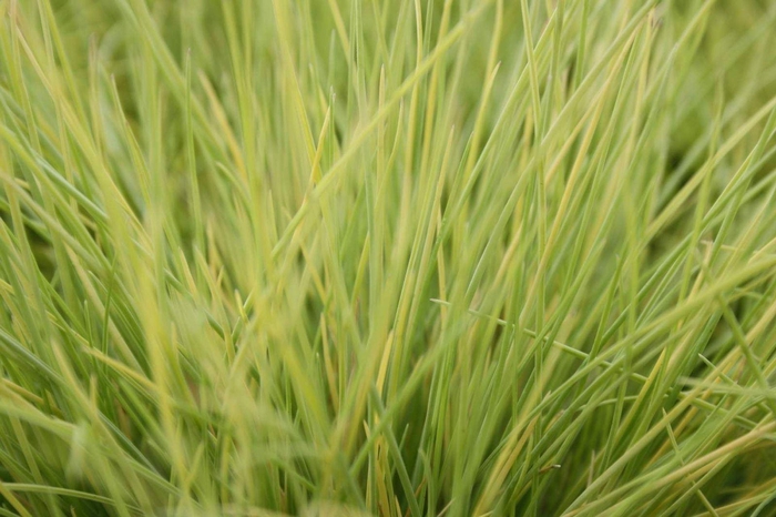 Festuca Golden Toupee
