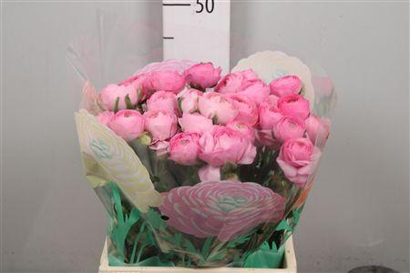 <h4>Ran Aazur Li Pink</h4>