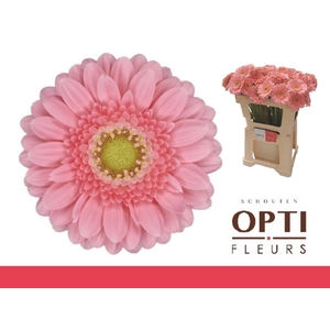 Gerbera mini Juna