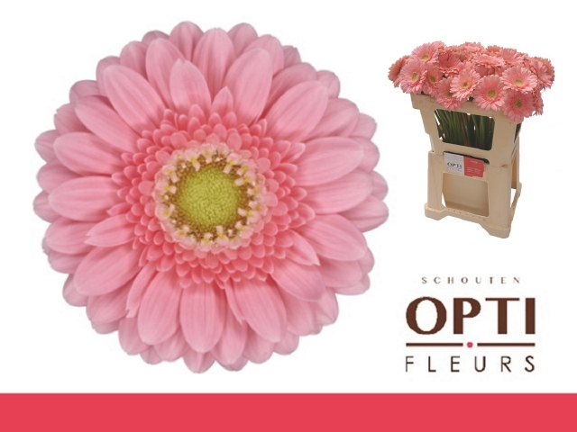 <h4>Gerbera mini Juna</h4>