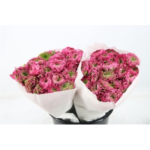 RANUNCULUS PONPON EX FANN