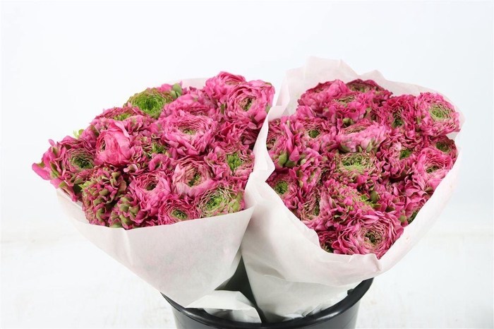 <h4>RANUNCULUS PONPON EX FANN</h4>