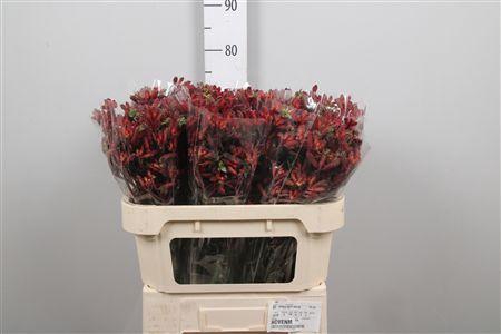 <h4>Anigoz Early Spring</h4>