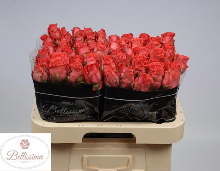 <h4>R GR SANKARA</h4>