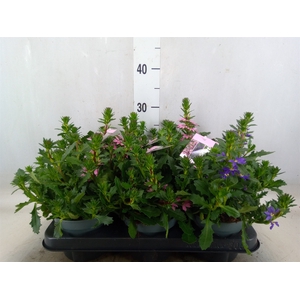 Scaevola aemula   ...