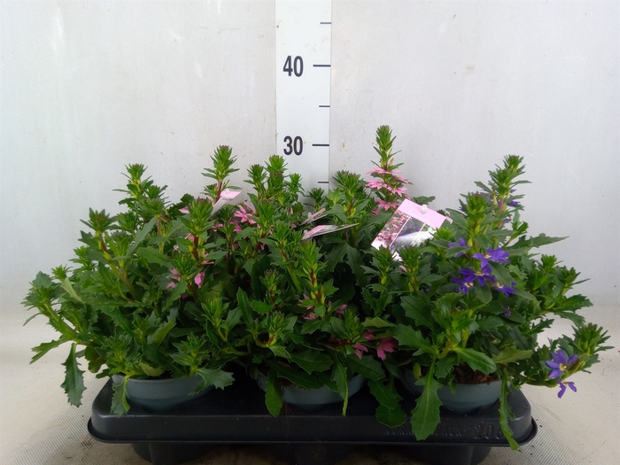 <h4>Scaevola aemula   ...</h4>