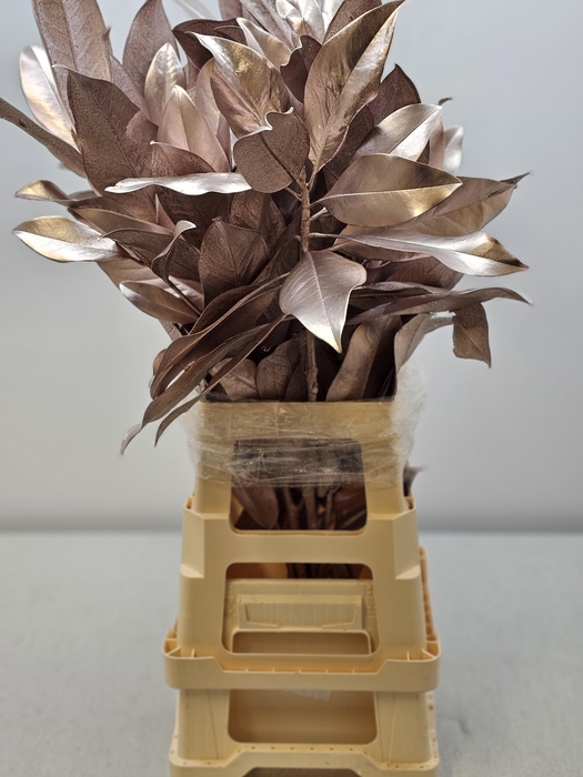 <h4>MAGNOLIA METAL CHAMPAGNE PB</h4>