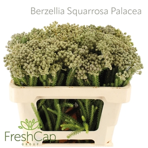 Berzelia Squarrosa (paleacea)