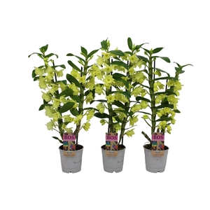 Dendrobium Nobile, Colour 2-tak Yellow (Inject)