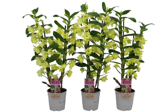 <h4>Dendrobium Nobile, Colour 2-tak Yellow (Inject)</h4>