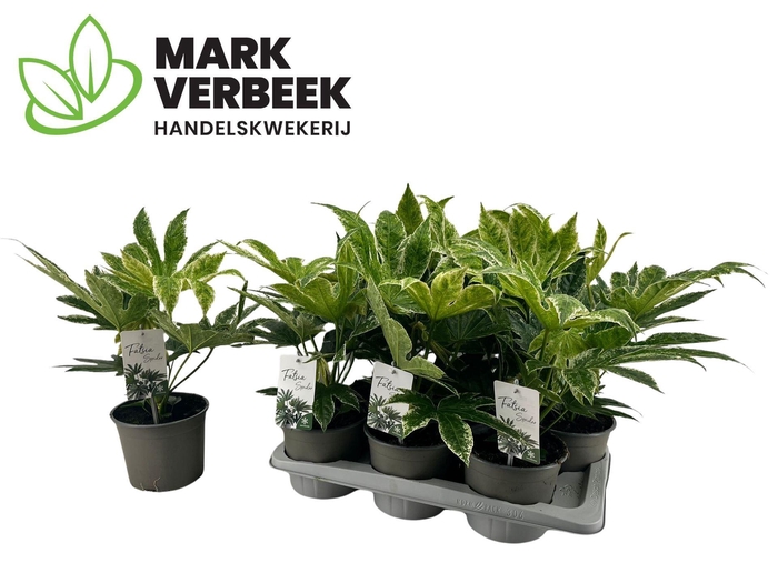 <h4>Fatsia Variegata</h4>