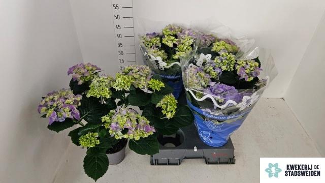 <h4>HYDR M EARLY BLUE</h4>