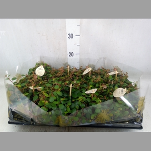 Peperomia  'Pepperspot'
