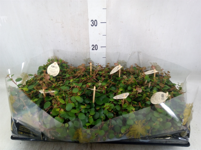 <h4>Peperomia  'Pepperspot'</h4>