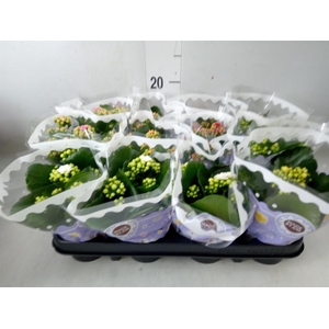 Kalanchoe blos.   ..rosebud mix  5