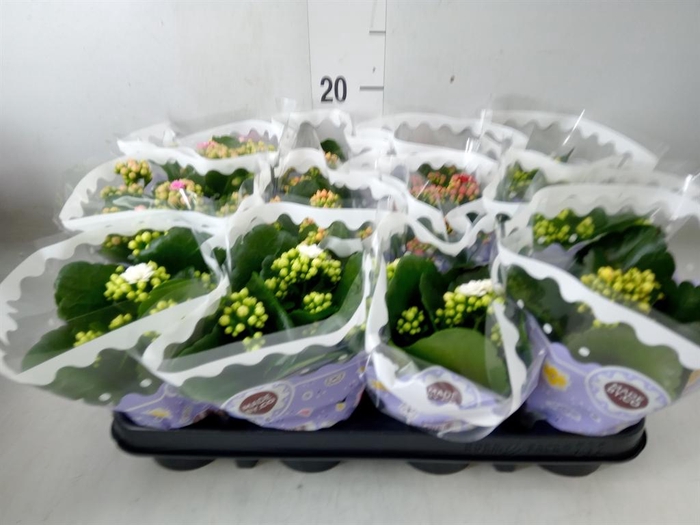 <h4>Kalanchoe blos.   ..rosebud mix  5</h4>