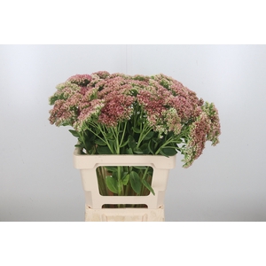 Sedum Spectabile