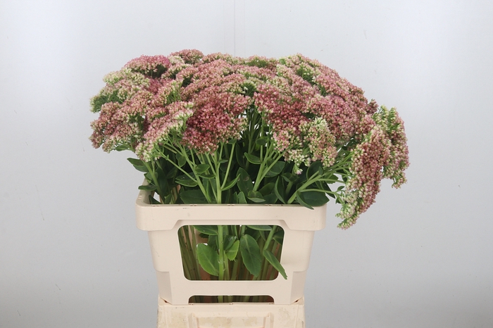 <h4>Sedum Spectabile</h4>