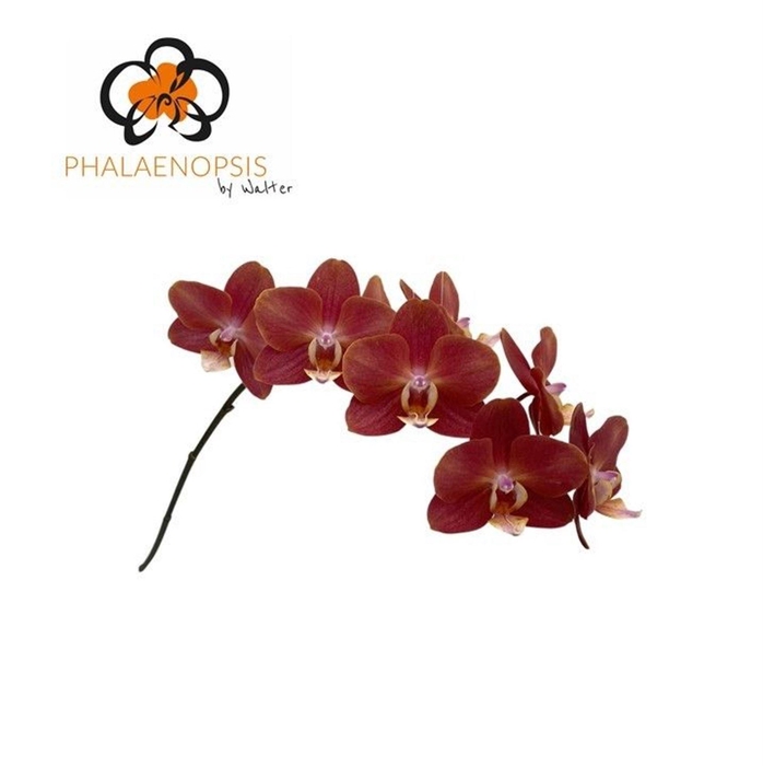 <h4>Phalaenopsis  'Horizion'</h4>