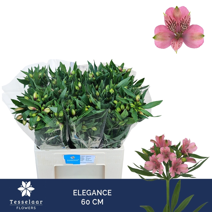 <h4>ALSTR ELEGANCE</h4>