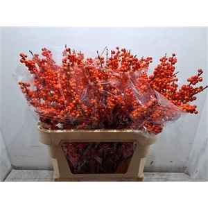 Ilex Ve Oudij Orange