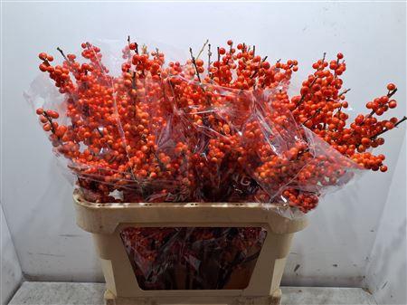 <h4>Ilex Ve Oudij Orange</h4>