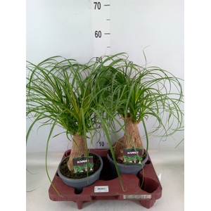 Beaucarnea recurvata