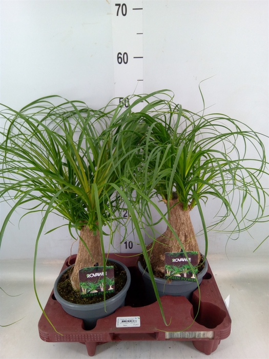 <h4>Beaucarnea recurvata</h4>