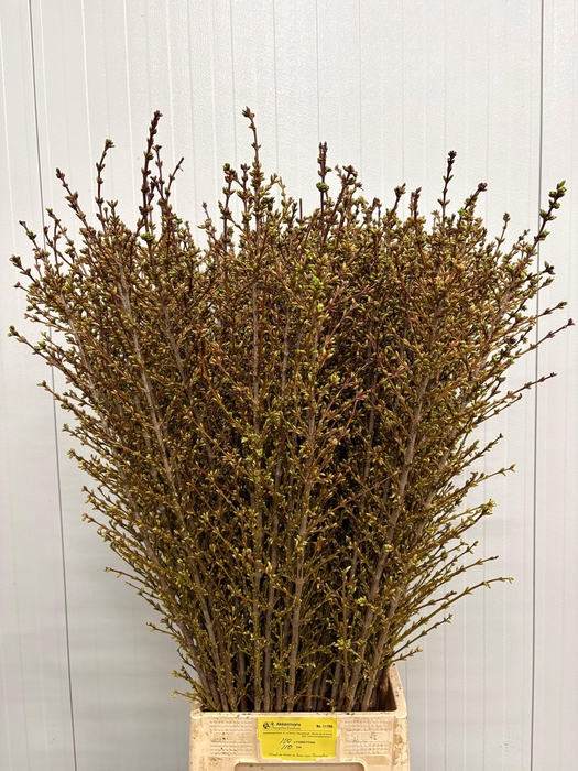 <h4>FORSY I SPECTABILIS</h4>